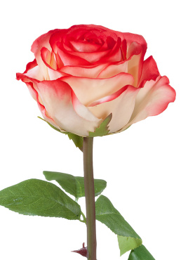 Роза Соло Нью большая кремовая с розовым