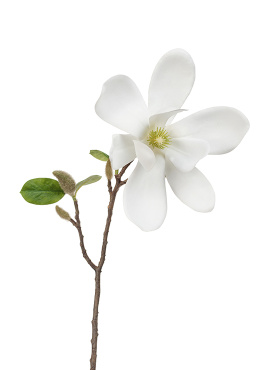 Магнолия белая ветвь малая