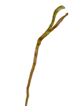 Ветка Салекса зелёно-коричневая (2 уса)