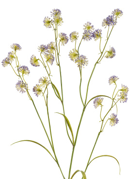 Астранция Вайлд светло-сиреневая