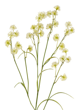 Астранция Вайлд бело-зелёно-лимонная