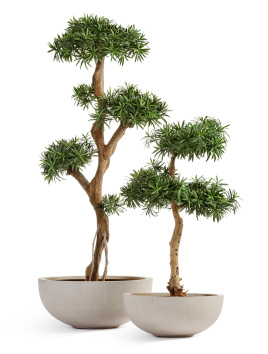 Сет № 75 - Композиция с подокарпусами в кашпо Treez Effectory Beton