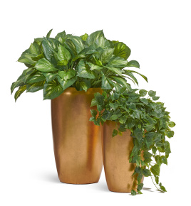 Сет № 127 - Композиция с хостами и филодендроном в золотых кашпо Treez Effectory Metal