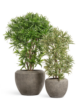 Сет № 139 - Композиция с драценами в кашпо Treez Effectory Volcano