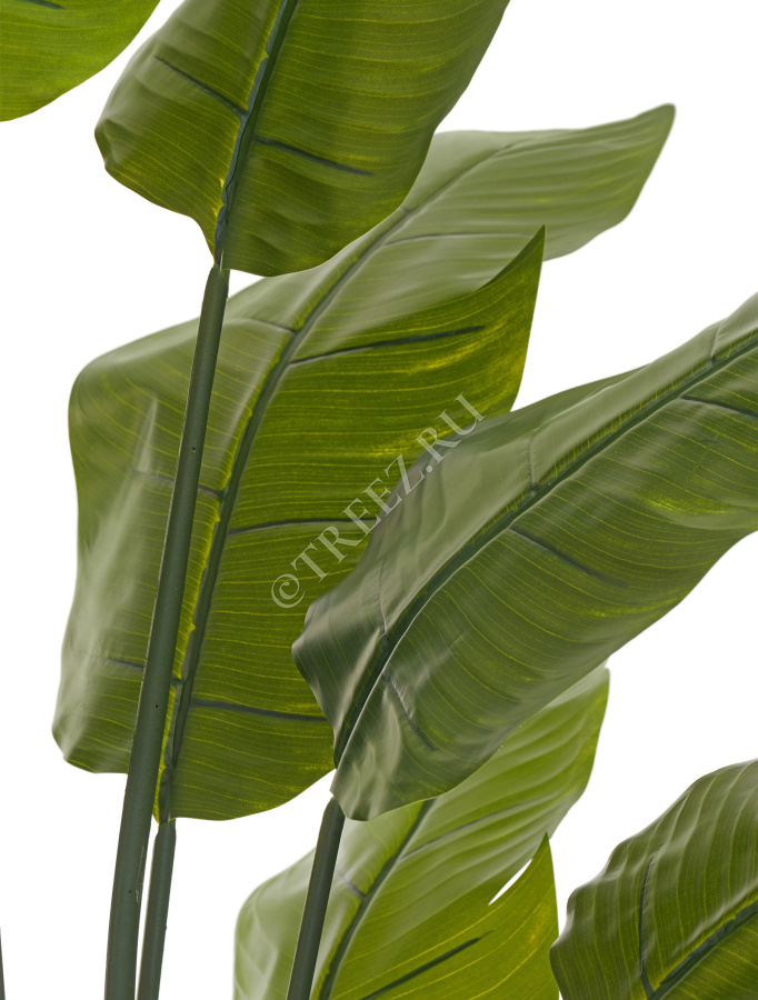 Стрелиция Traveller (Sensitive Botanic) фото