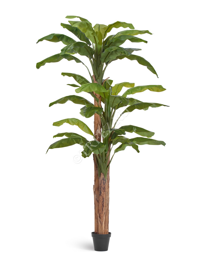 Банановое дерево  фото