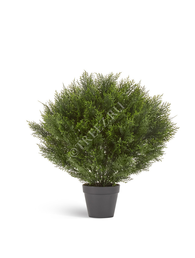 Туя Брабант пушистая шаровидная уличная фото