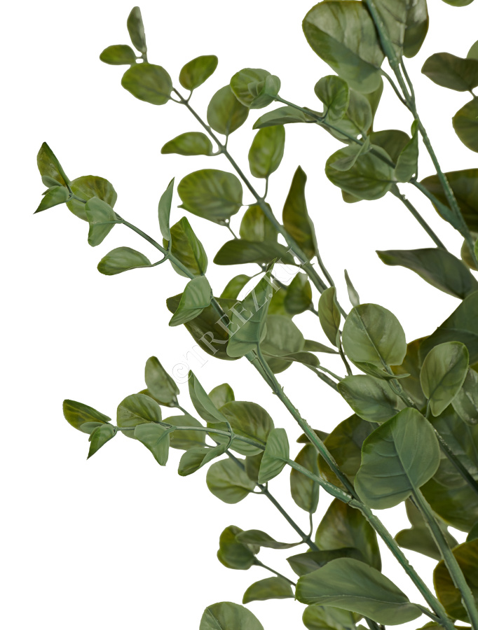 Эвкалипт куст припылённо-зелёный фото