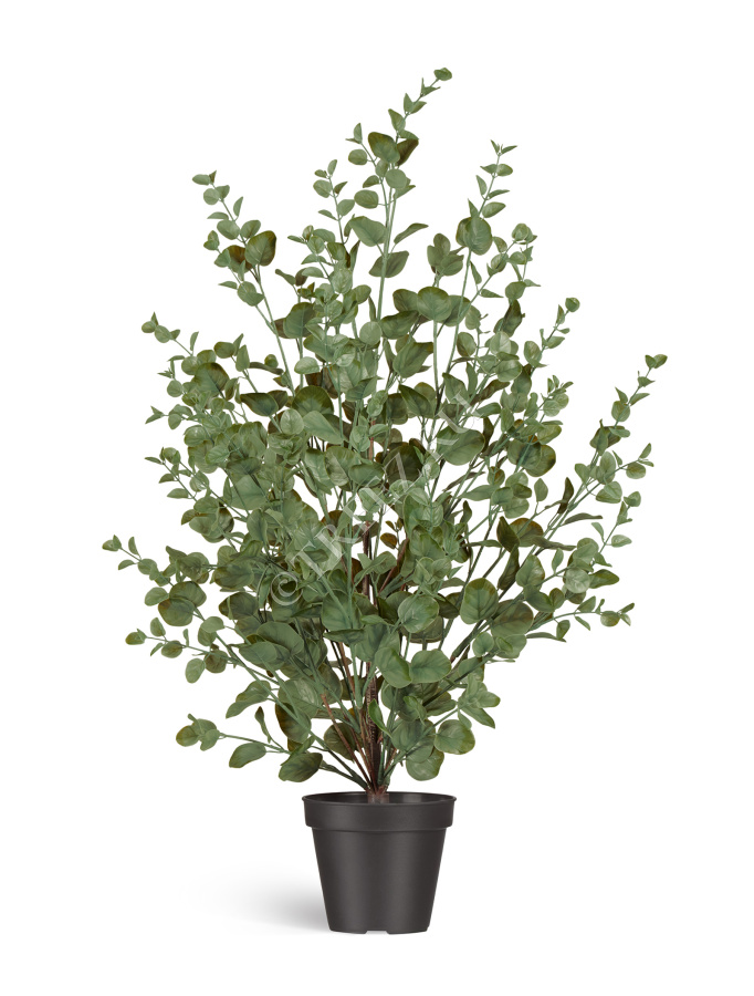 Эвкалипт куст припылённо-зелёный фото