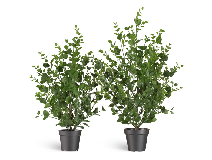 Эвкалипт куст зелёный фото