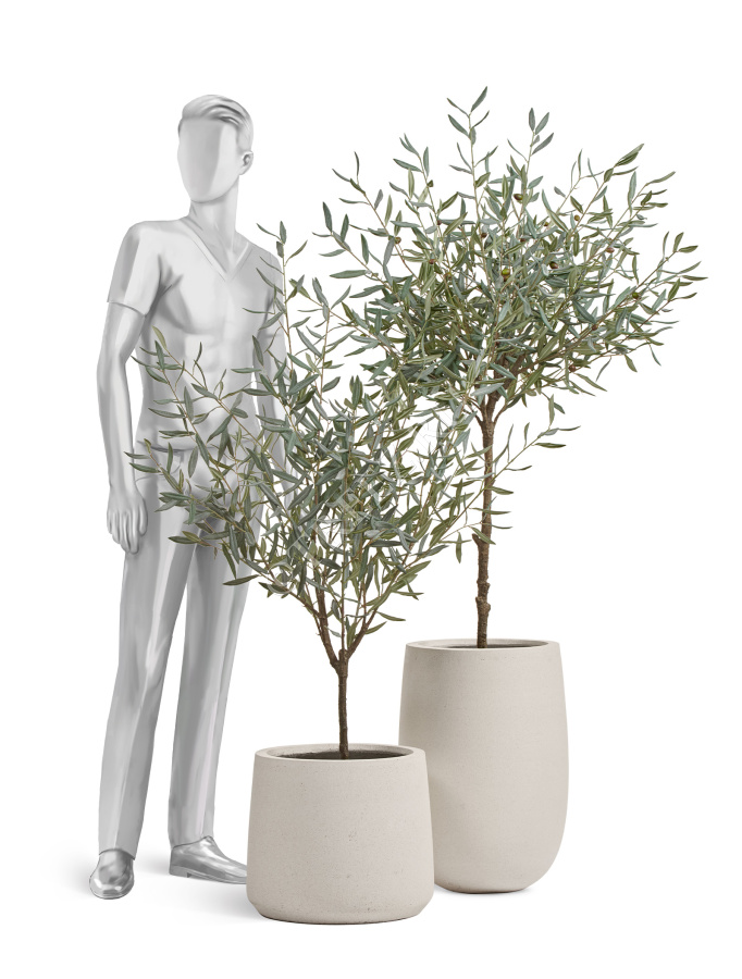 Олива Топиари Шар (серия Prime) фото