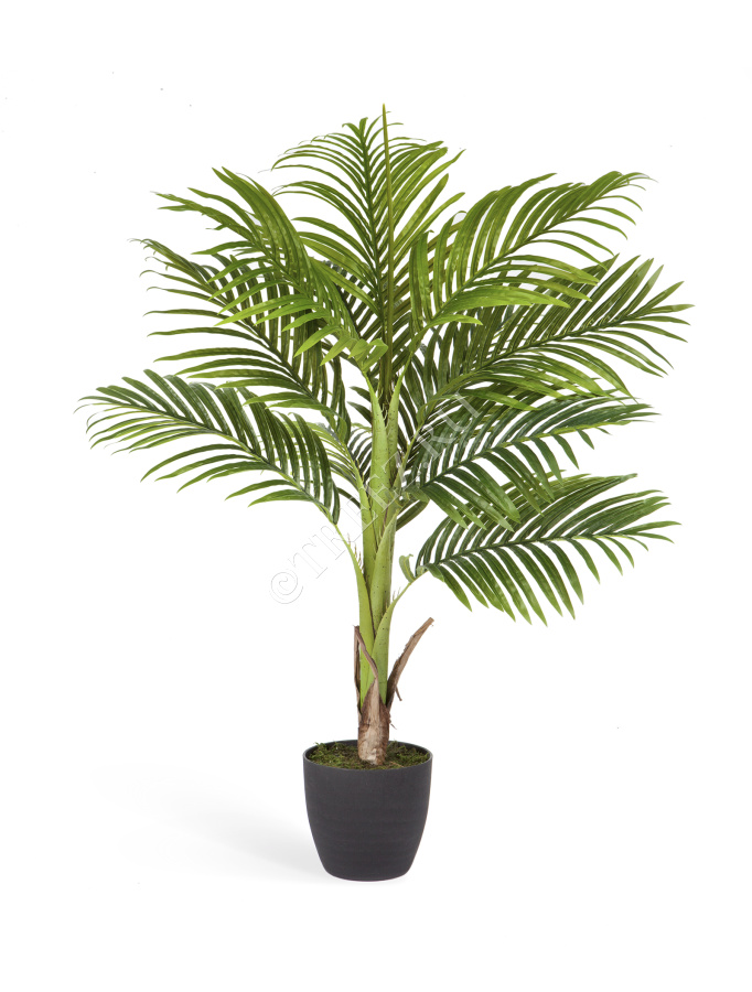 Пальма Арека Бетель фото