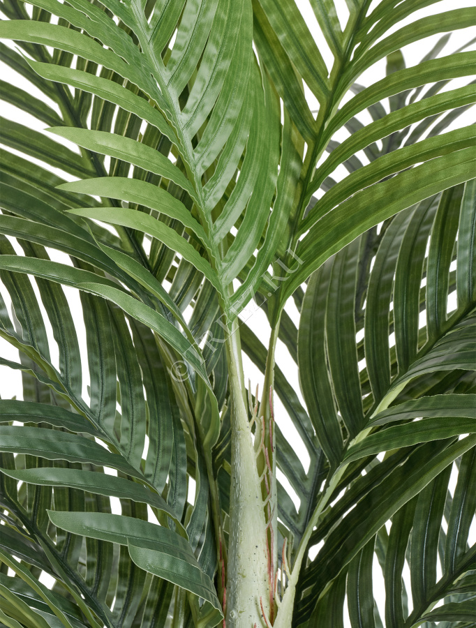 Пальма Арека Бетель 5 стволов фото