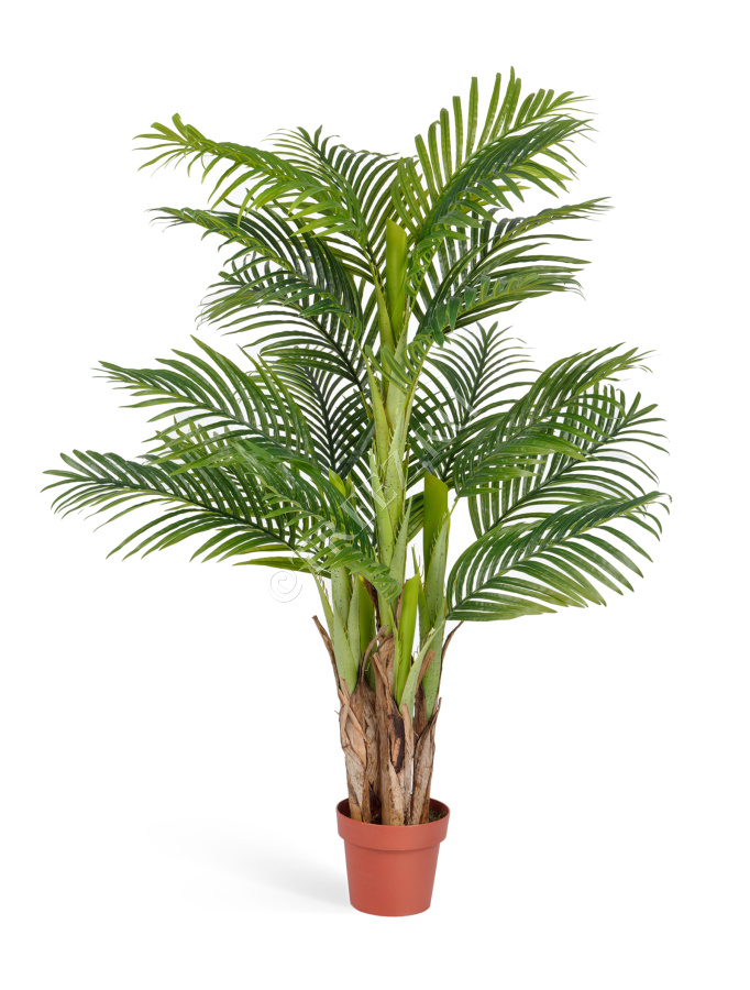 Пальма Арека Катеху фото