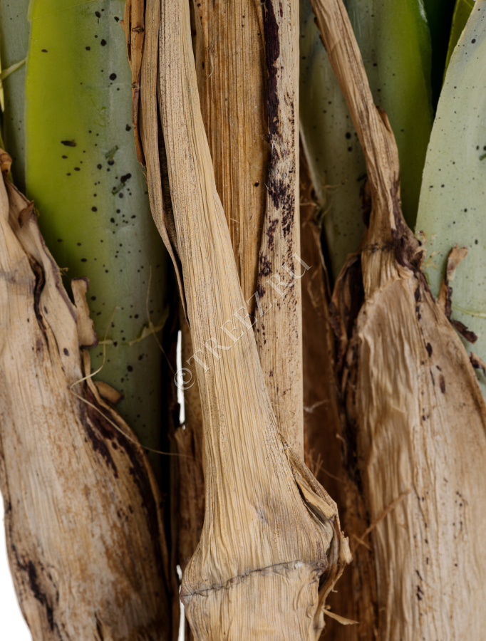 Пальма Арека Катеху де Люкс фото