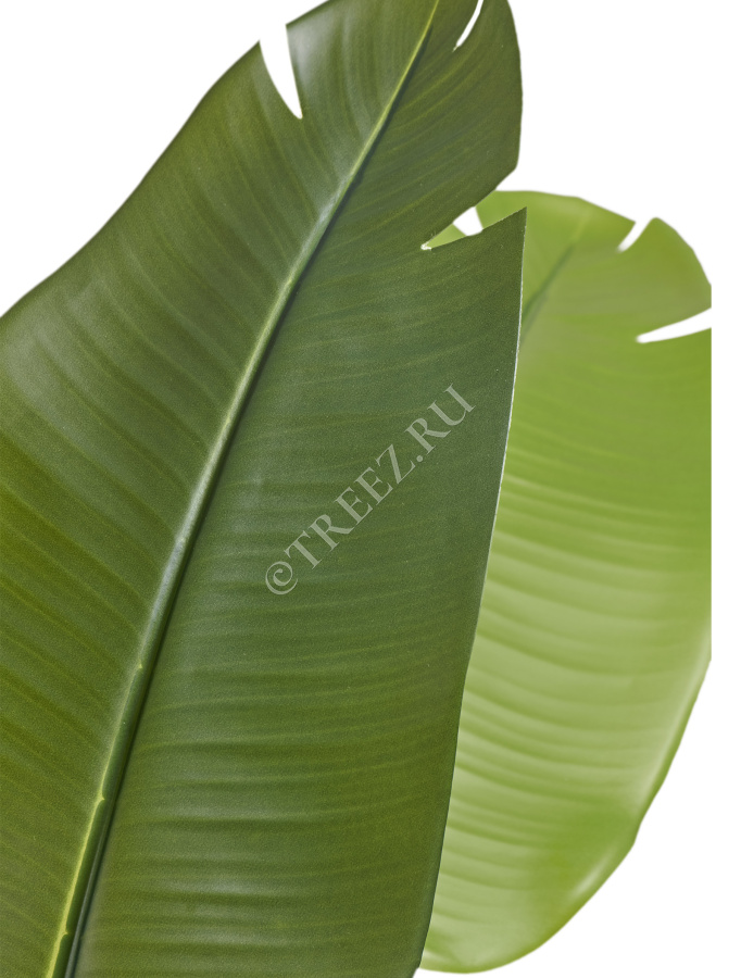 Стрелиция New Style (Sensitive Botanic) фото