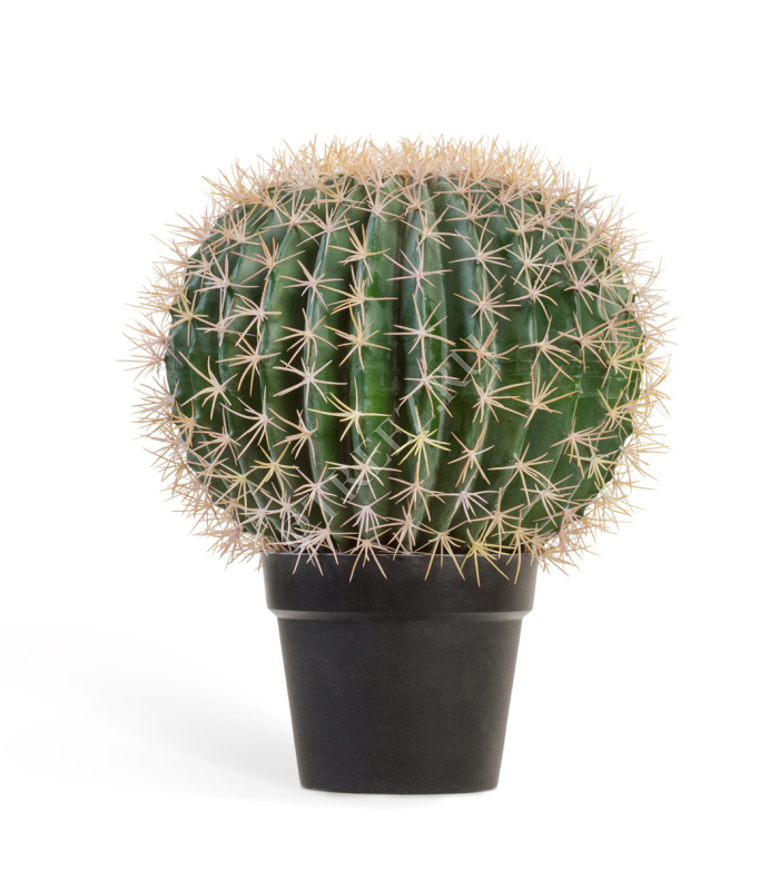 Кактус Баррель фото