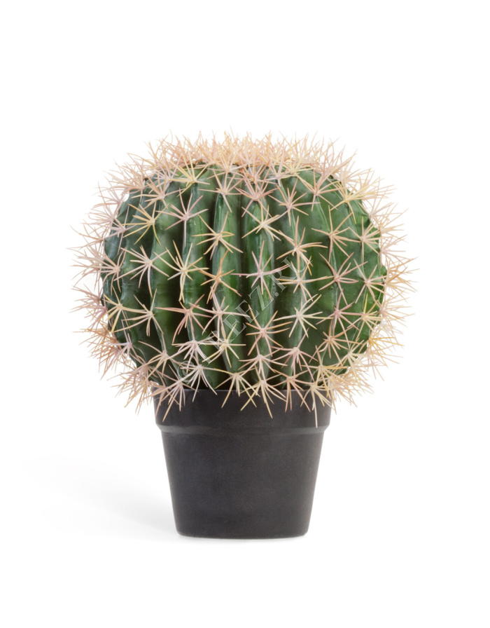 Кактус Баррель фото