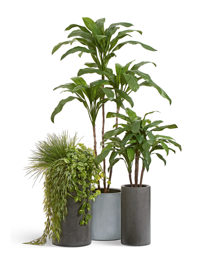 Кордилина зелёная крупнолистная на стволах фото