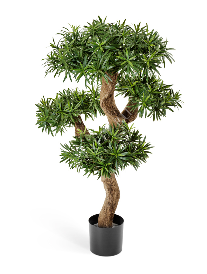 Подокарпус горный Элит 110 см фото