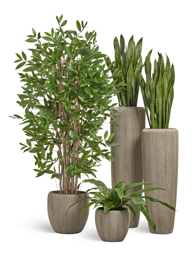 Драцена Саркула Спотти фото