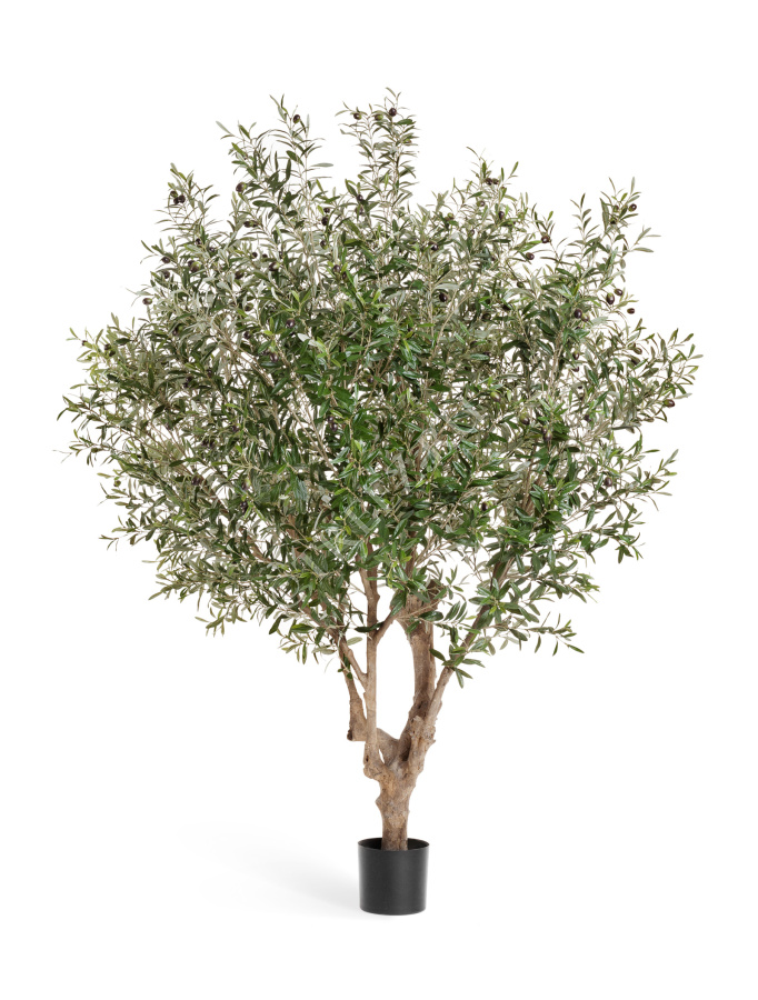 Олива Джи-Форест с плодами (сборная) фото