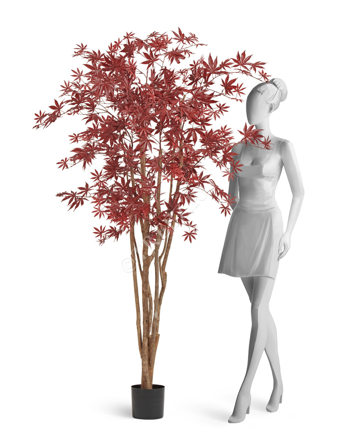 Клён японский Вайлд красный фото