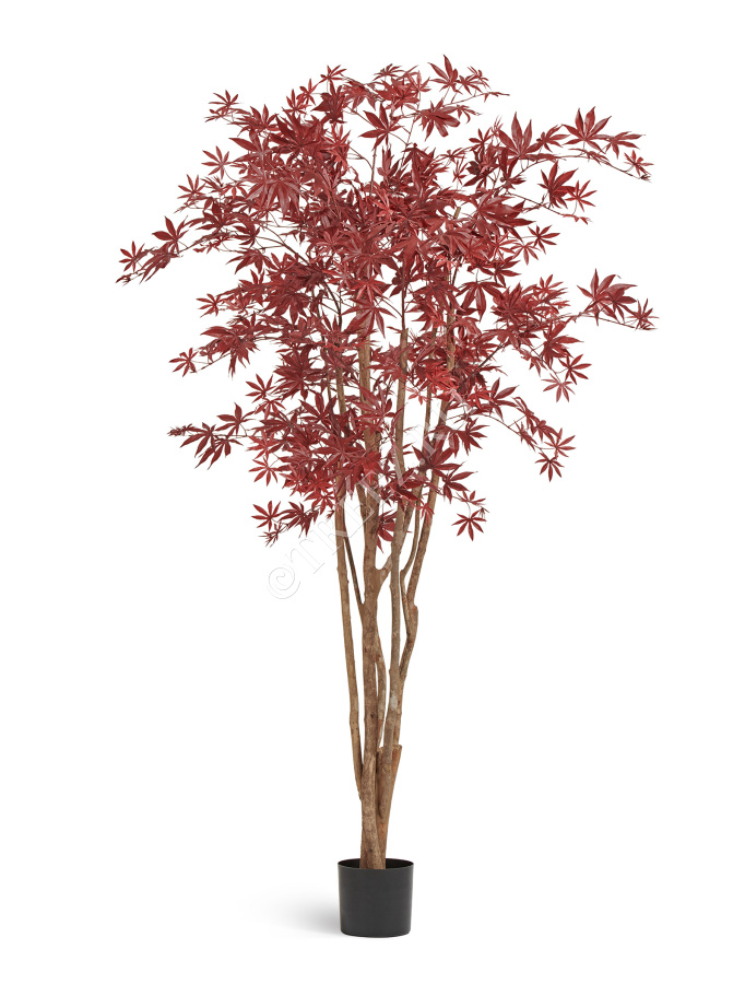 Клён японский Вайлд красный фото