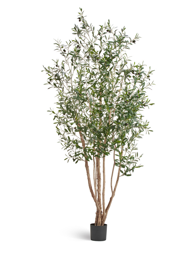 Олива Вайлд с плодами фото