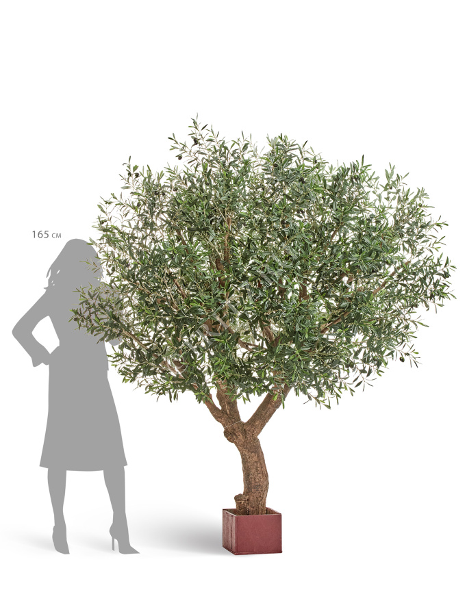 Олива Олден на толстом стволе фото