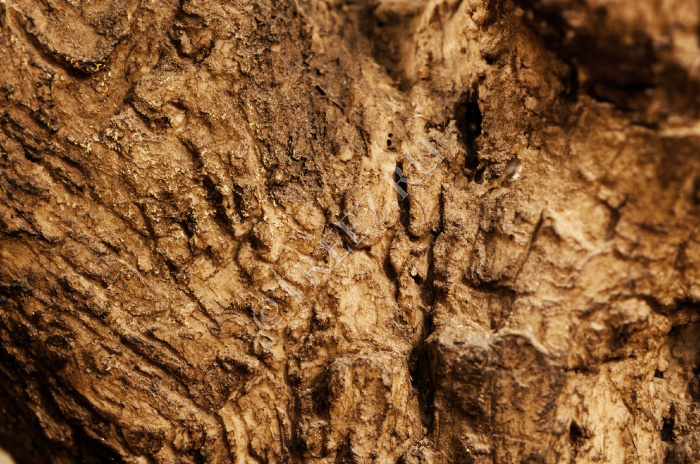 Олива Олден на толстом стволе фото