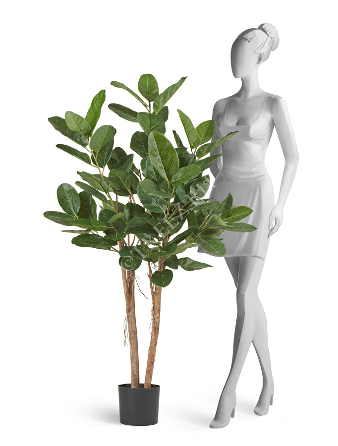 Фикус Одри Бенгальский  фото