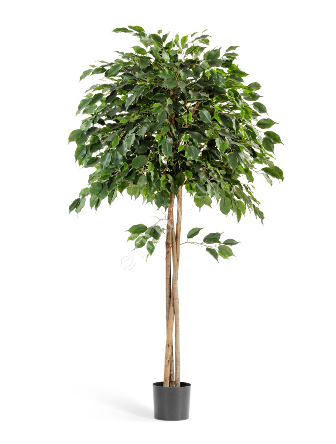 Фикус Бенджамина зонтичный фото