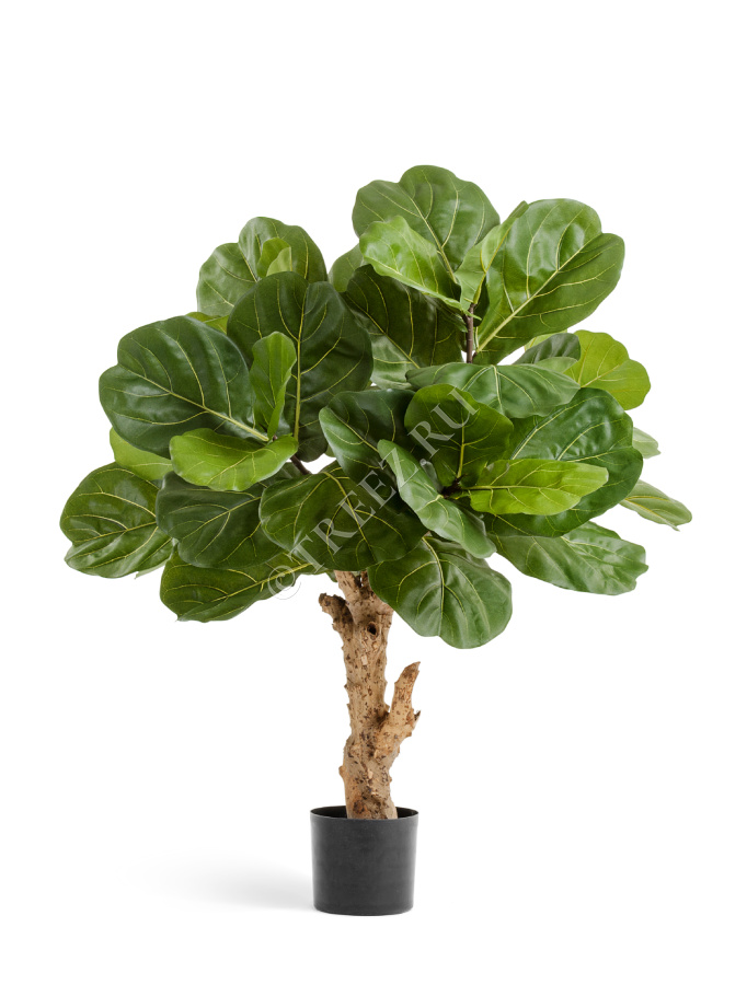 Фикус Лирата Форест  фото