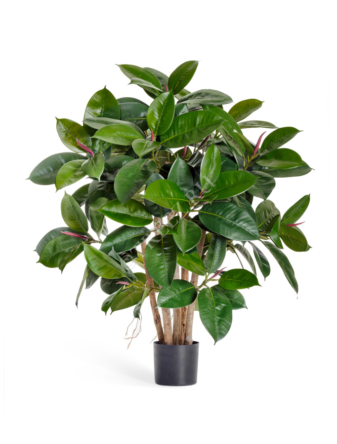 Фикус Эластика куст зелёный фото