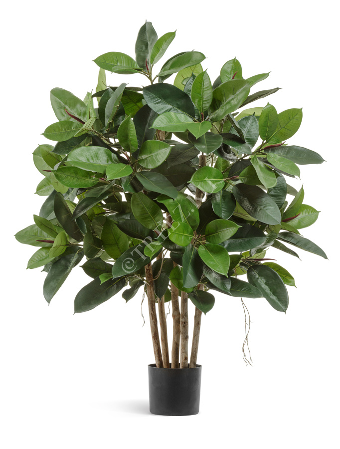 Фикус Эластика куст зелёный большой фото