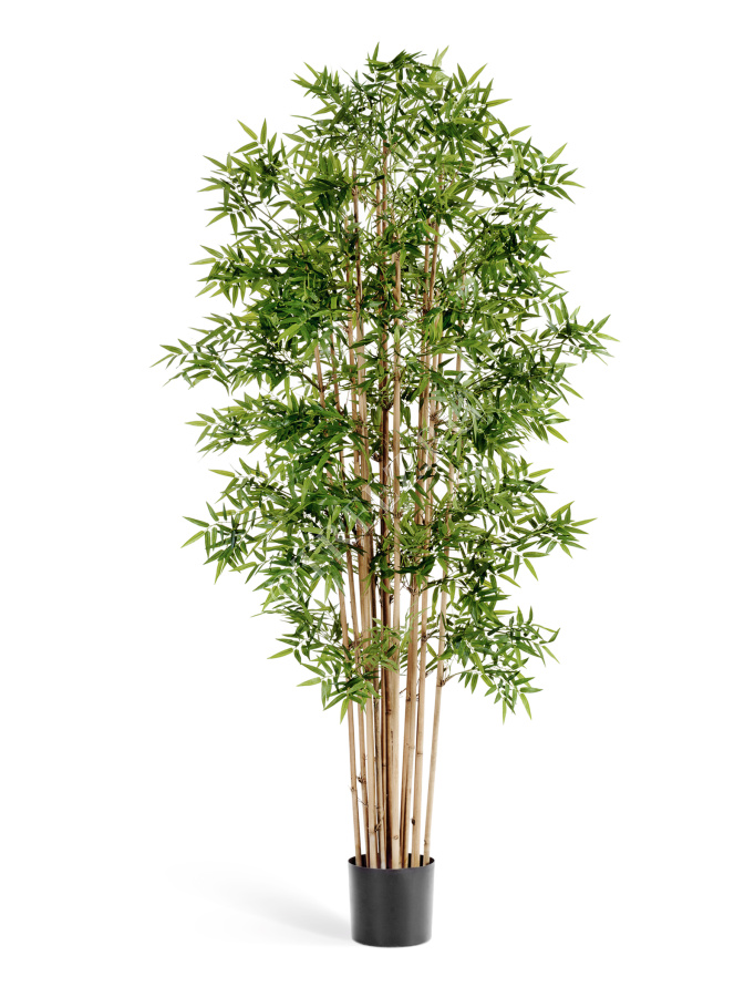Бамбук Новый японский фото