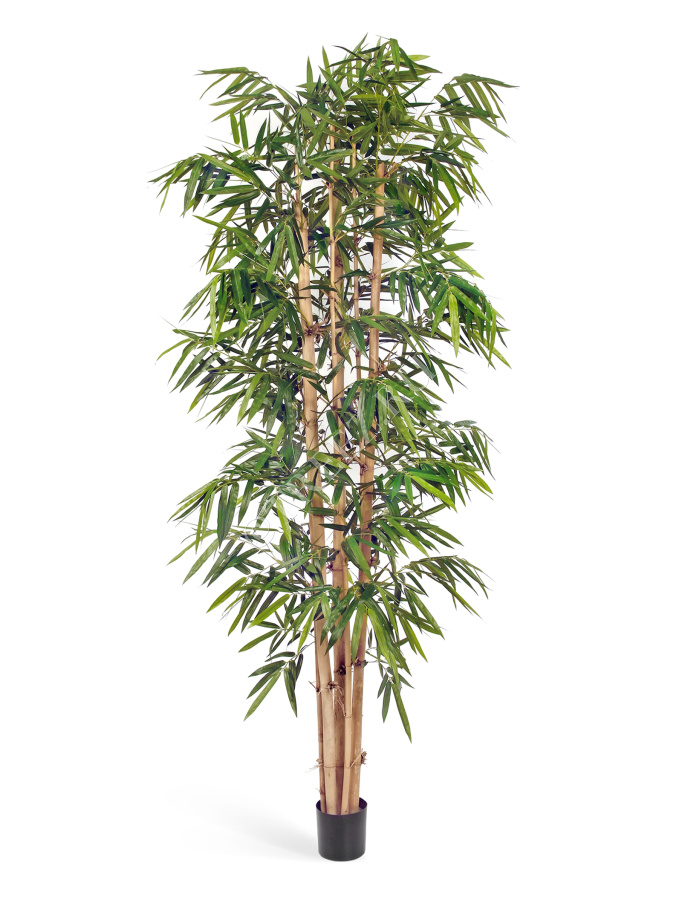 Бамбук Новый Гигантский Биг Лиф фото