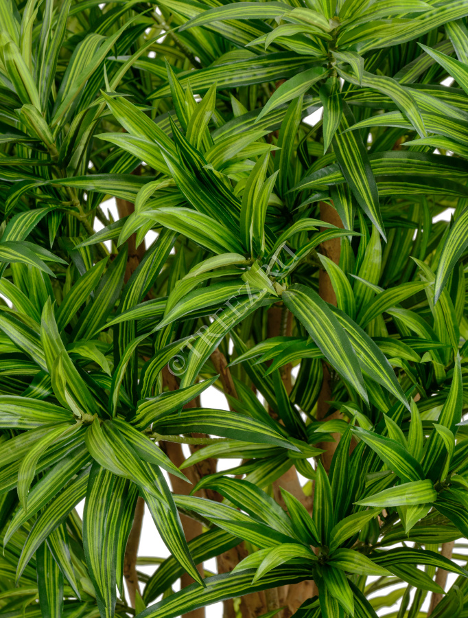 Драцена Рефлекса фото