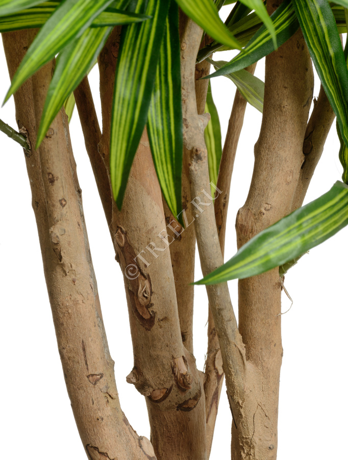 Драцена Рефлекса Ямайка фото