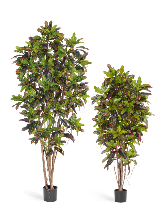 Кротон фото