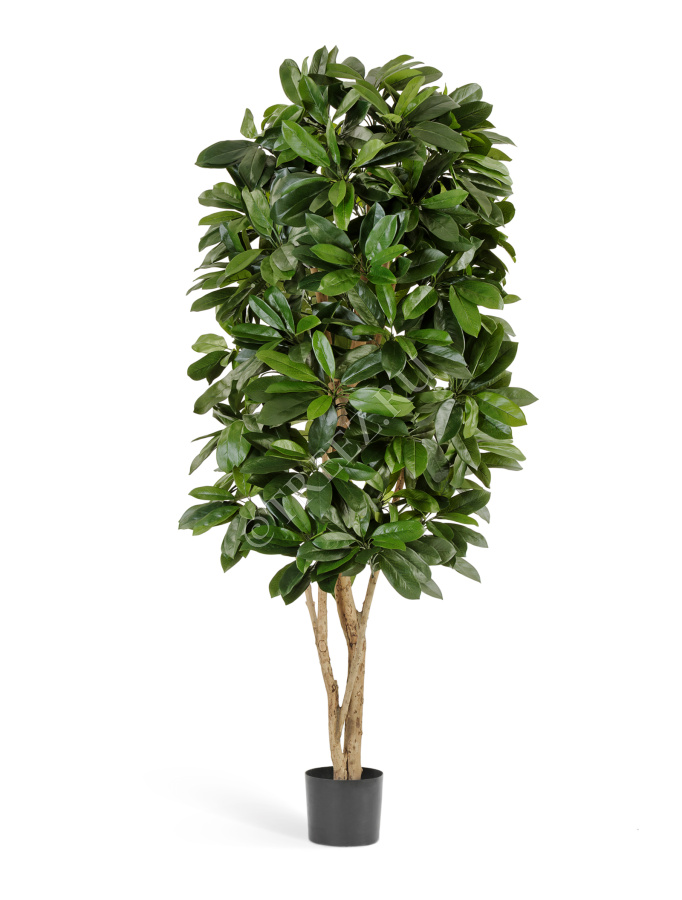 Шеффлера Леди фото