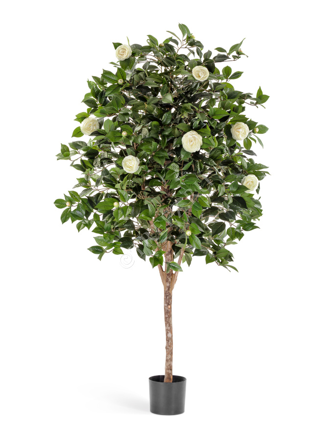 Камелия Вайн кремовая фото