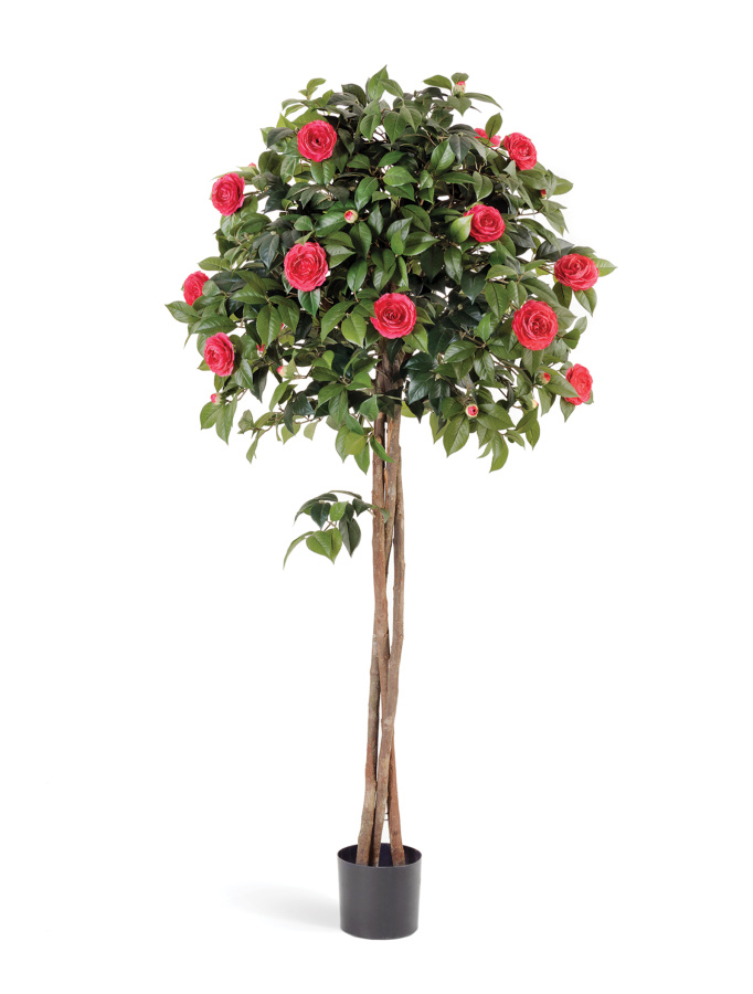 Камелия на штамбе тёмно-розовая фото