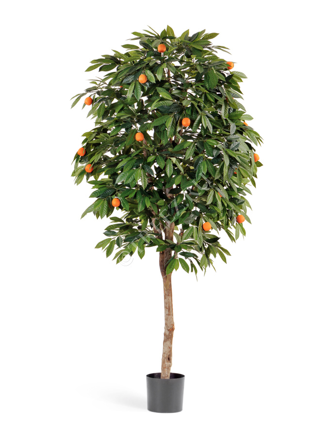 Мандарин Оранж фото