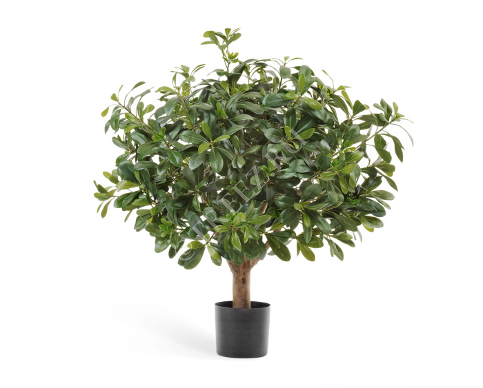 Питтоспорум шар фото