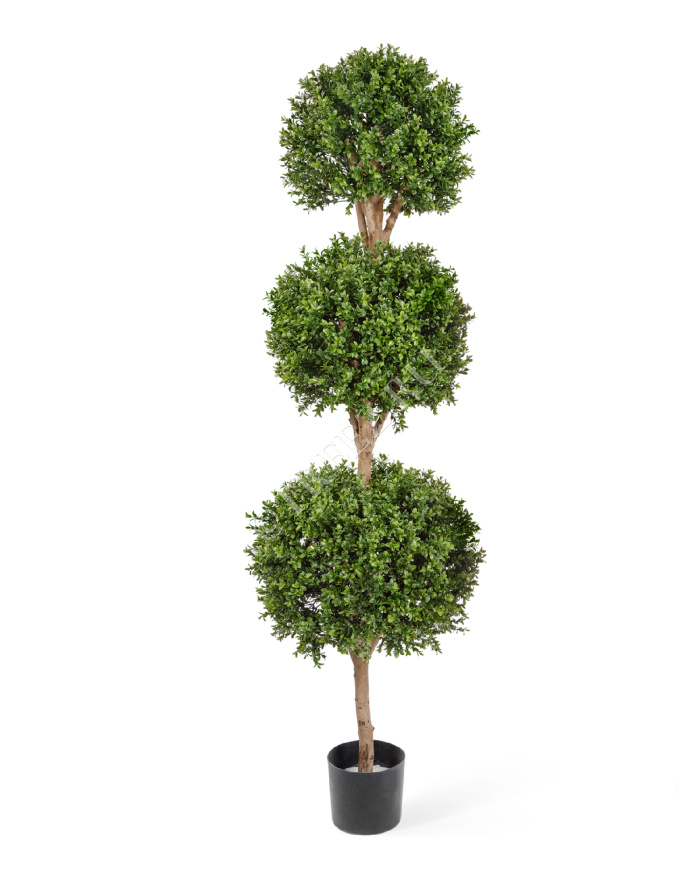 Самшит шар Тройной уличный фото