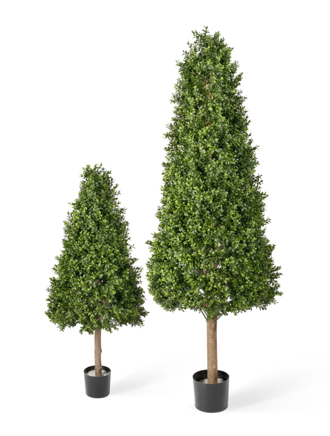 Самшиты Тауэр уличные новые фото