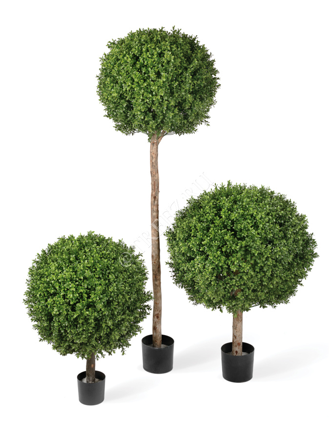 Самшиты Шары уличные на коротком стволе фото