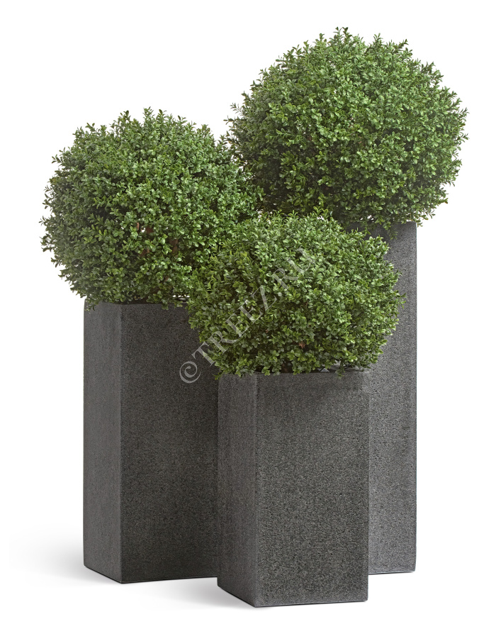 Самшиты Шары уличные на коротком стволе фото